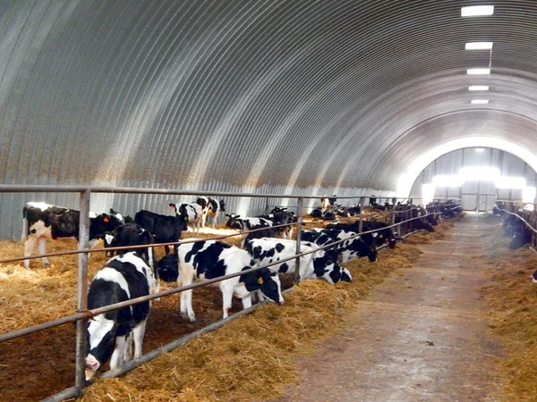 Ферма для животных Казахстан с коровами
