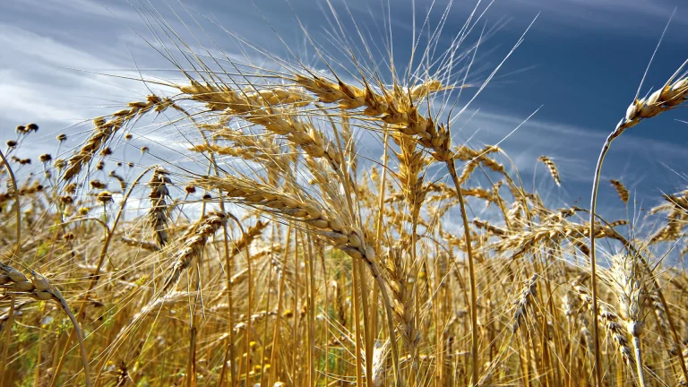 В Казахстане прогнозируется высокий урожай в 2024 году